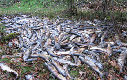 Chum Dumped-small.jpg